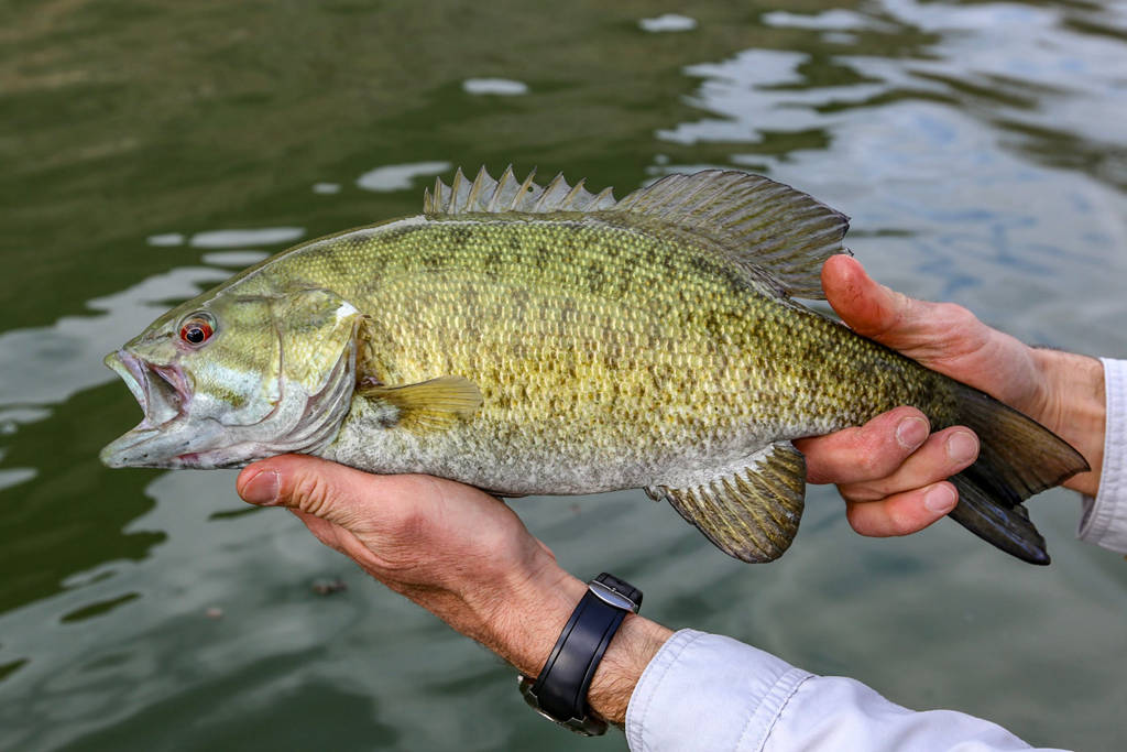 how to catch smallmouth bass in spring