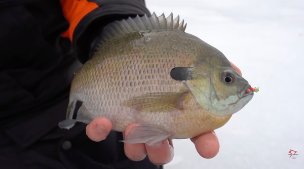 A Complete Guide to Panfish Fishing