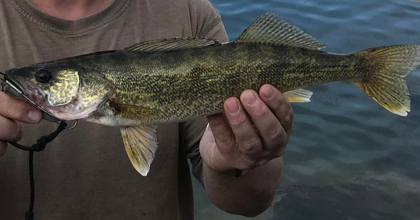 a fisherman catches spillway saugeye