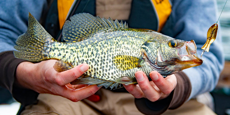 a fisherman holds the crappie