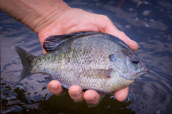 adult bluegill