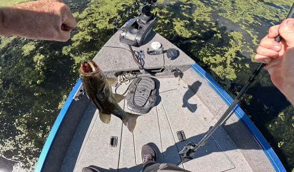 A Complete Guide to Bass Fishing