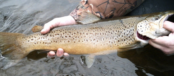 Fall Trout Fishing