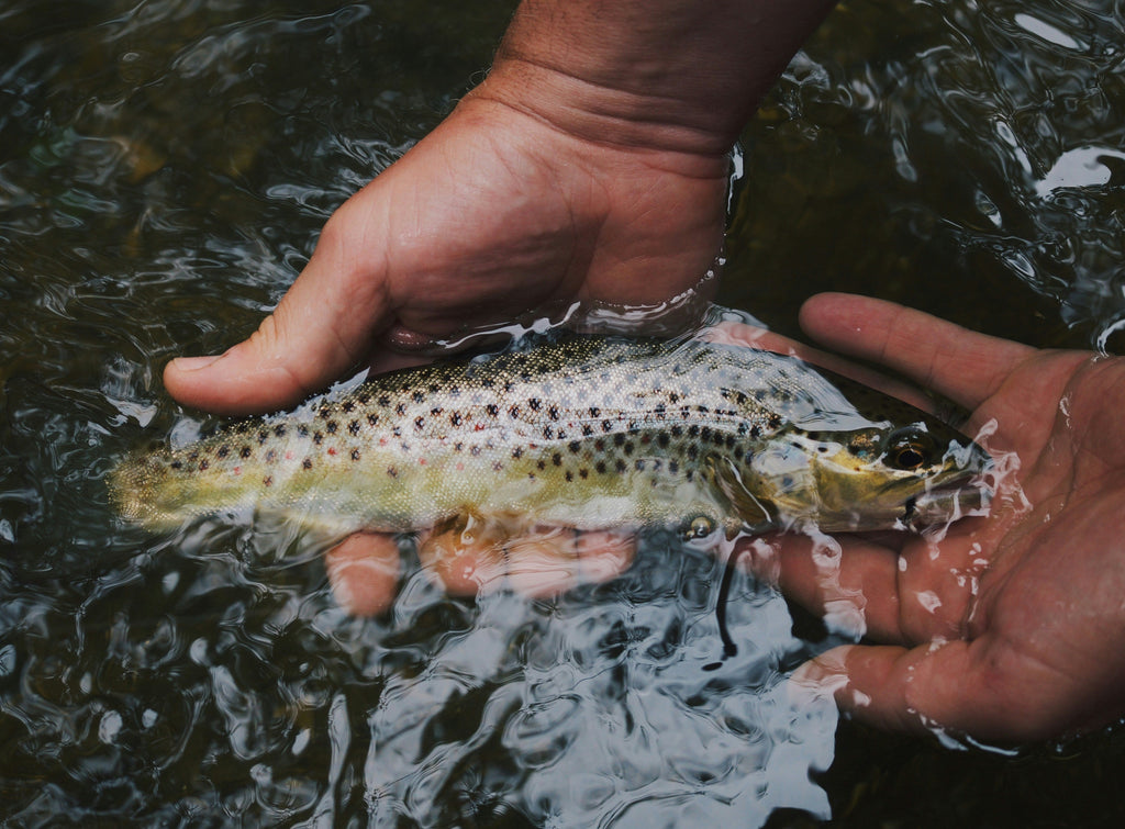 fisherman catches trout in streams