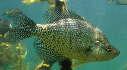 How to Catch Crappie in the Dog Days of Summer