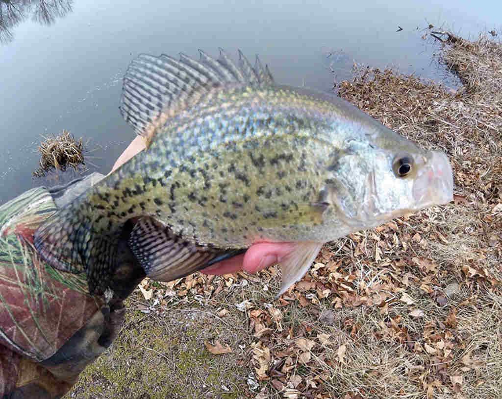 LiveScoping Cold Water Crappie
