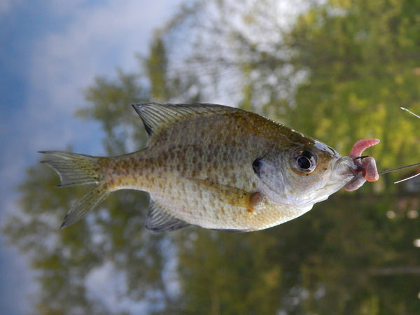 Panfish on hook