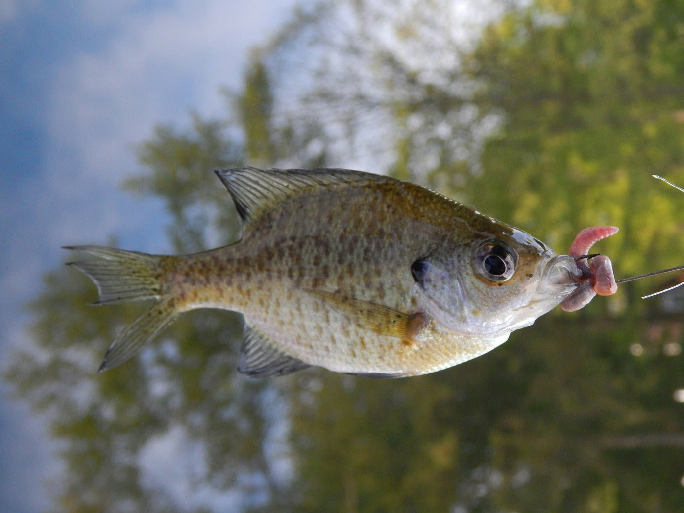 Panhead Fish Early Ice Panfish: A Guide to First Ice Success | Piscifun