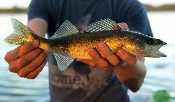 Person holding a small walleye fish