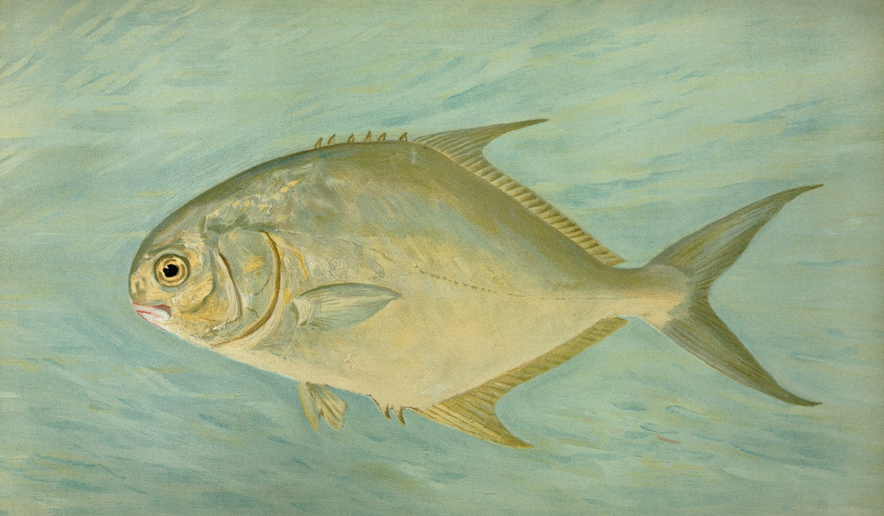 The Allure of Florida Pompano: Why Anglers Love This Iconic Catch