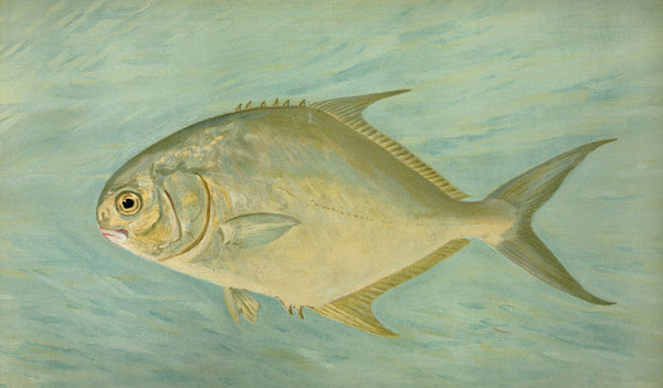 Pompano fish
