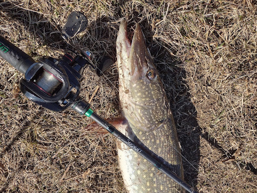 pre-spawn pike and Piscifun fishing reel 
