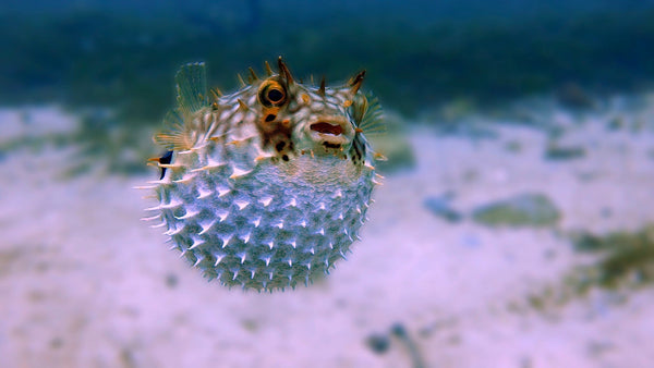 Puffer  fish