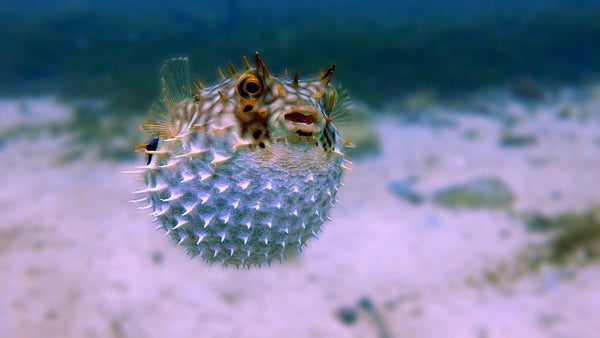 Puffer  fish