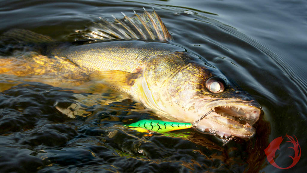 early spring walleye fishing lures MONSTERBASS Voyager 15 Sherbert / Panfish Sound and submerged structure How to Catch Walleyes After